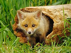 Red Fox Pup